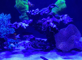 Free marine fish / coral