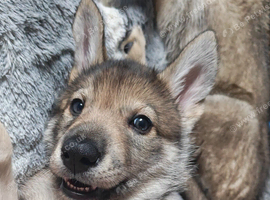 Northern Inuit puppies