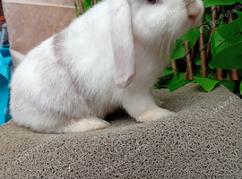 Mini lop