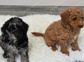 Beautiful toy poodle puppie last boys reduced