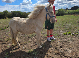 Beautiful palomino gelding