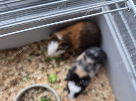 Quinea pigs