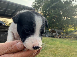 Border collie puppies
