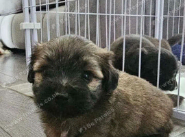 Very cute need a loveing home