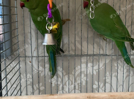 Young babe ringneck