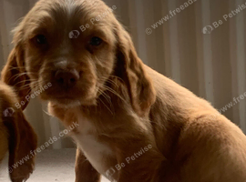Kc reg mixed litter ready soon