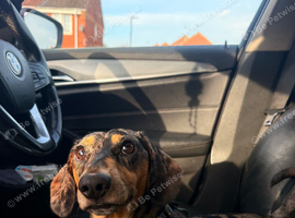 Black and Tan Silver Dapple Stud Dachshund