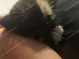 Kitten for sale