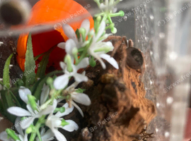 Mexican fire leg tarrantula
