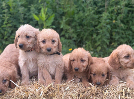 Gorgeous miniature Labradoodle