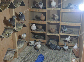 For sale pigeons