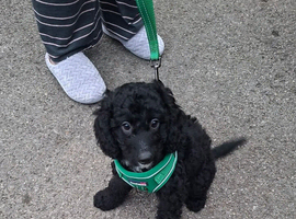 Boy puppy