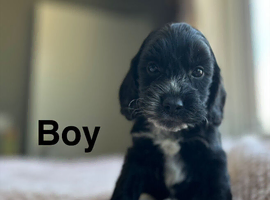 Cockapoo puppy ready to leave us from 30th June