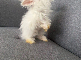 English Angora Bunnies &ndash; &pound;150 Each