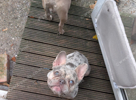French bulldog blue merl female 2yo