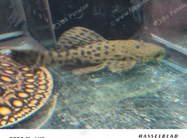 l096 spotted cactus plec ( pseudacanthicus spinosus ) 6"