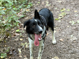 Border Collie