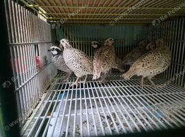 Bobwhite for sale