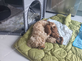 F1B COCKAPOO PUPPIES (COCKAPOO X IKC REGISTERED TOY POODLE)