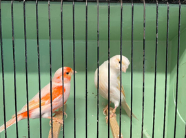 Red Mosaic Pair