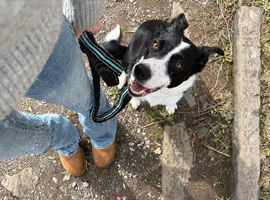 Female Border Collie