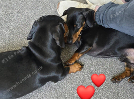 Female miniature dachshund