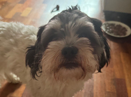 Lovely 1 year old male shihchon