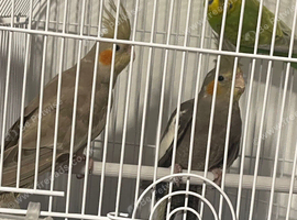 Male and female