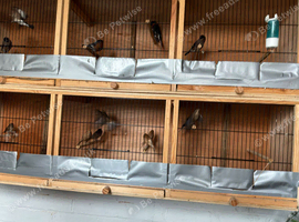 Various British birds for sale