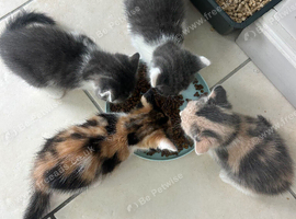 Pretty kittens