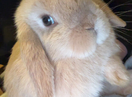 6 month old mini lop buck- friendly and healthy