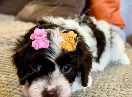 READY NOW!! Stunning Curly Toy Cavapoo's from health tested parents