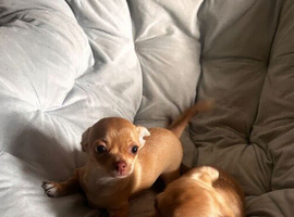Beautiful Chihuahua Girls for Sale &ndash; Molly & Lolain Burton On Trent