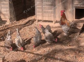 French copper blue maran breeding group