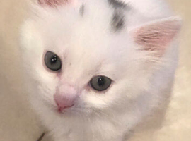 Kittens for sell