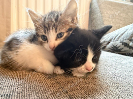 Kittens