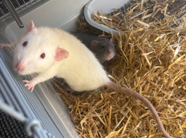 Selling 2 rats