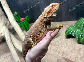 Bearded Dragon & Set up for sale