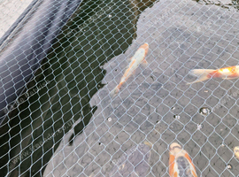 Japanese koi for sale plus a ghost koi