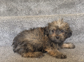 Imperial shih tzu x Yorkshire terrier puppys