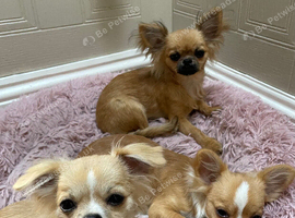 4 Chihuahua puppies for sale