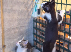 Kittens for sale