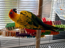 Tame Boy Available To A Good Home Only With Full Set Up