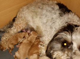 Beautiful F1B maltipoo puppies