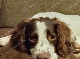 Unnutered male Springer soanel