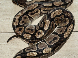Male ball python