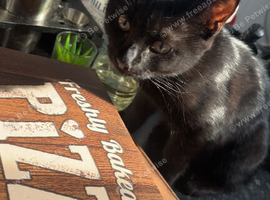 Black kitten.