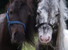 Miniature Shetland mare