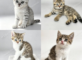 Beautiful British Shorthair Tabby kittens