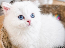 British Longhair & Shorthair